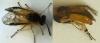 Athalia sp.
